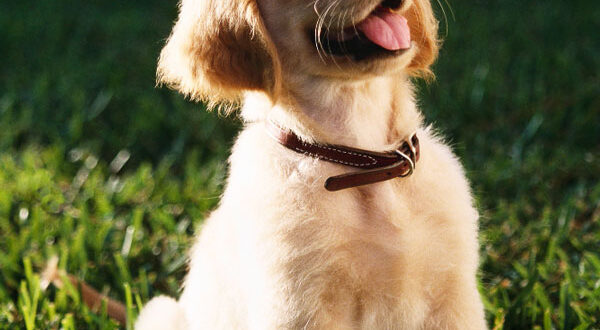 Education du chiot Golden Retriever
