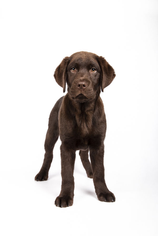 Education du chiot Labrador