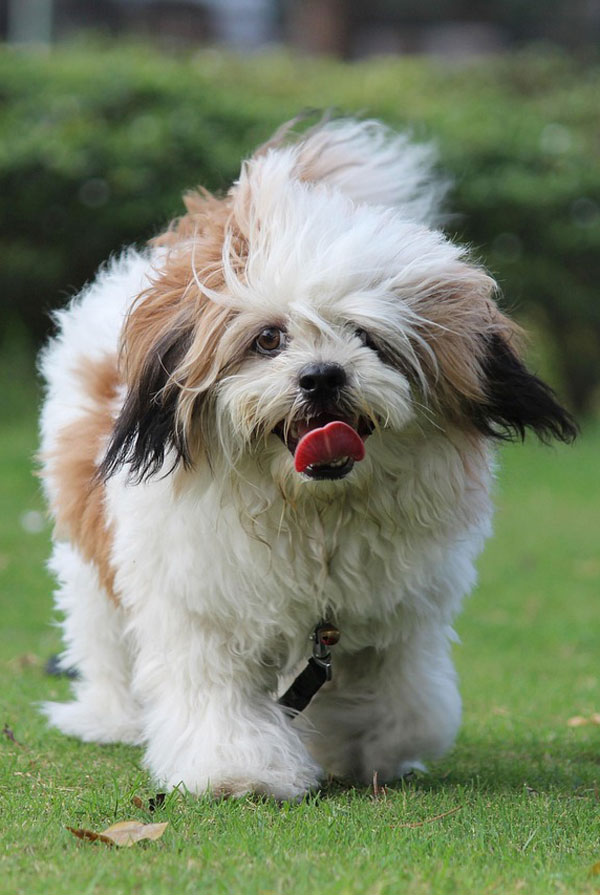 Education du chiot Lhassa Apso