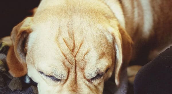 Chien avec une encéphalite