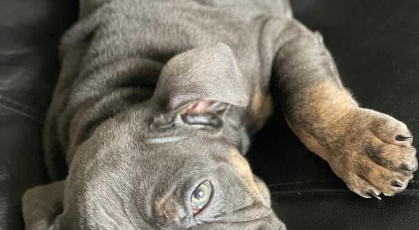 Chien avec une insuffisance hépatique