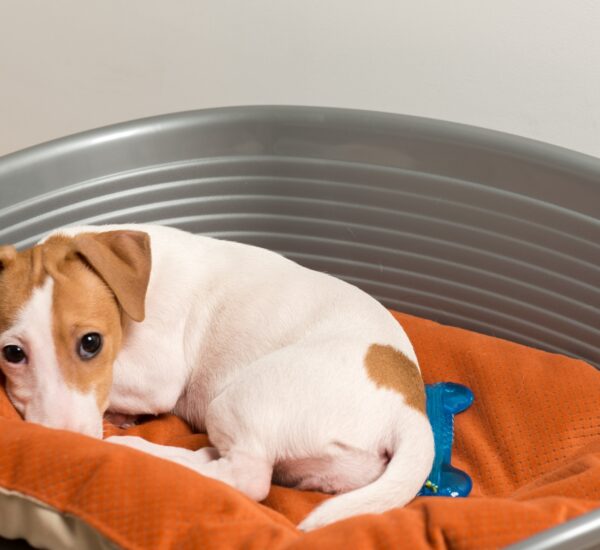 Chien malade dans son panier suite à des erreurs alimentaires