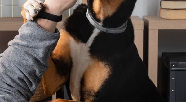 Chien ayant la leishmaniose