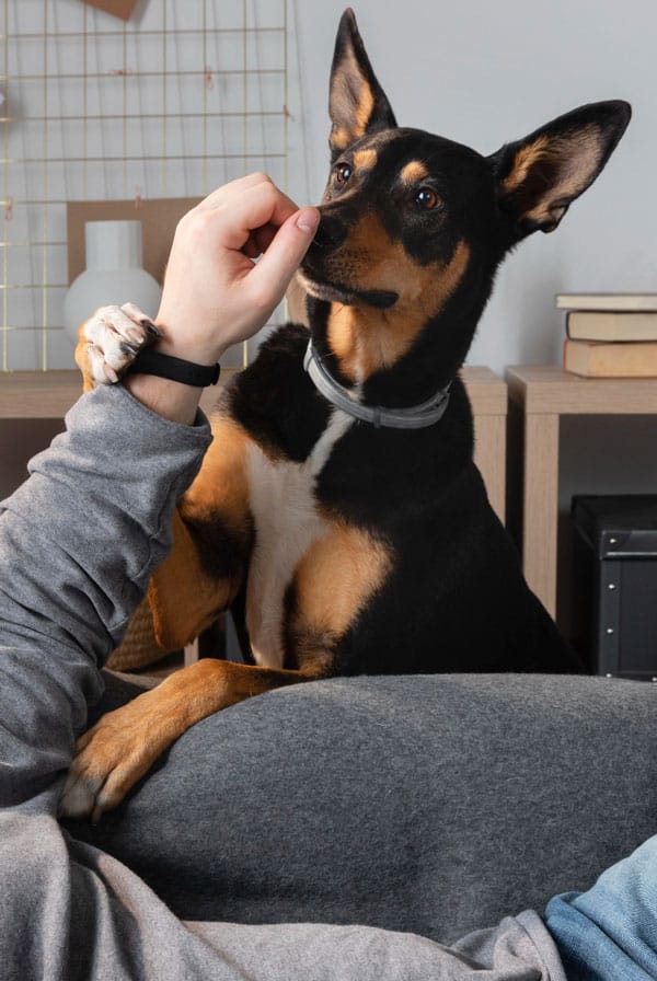 Chien ayant la leishmaniose
