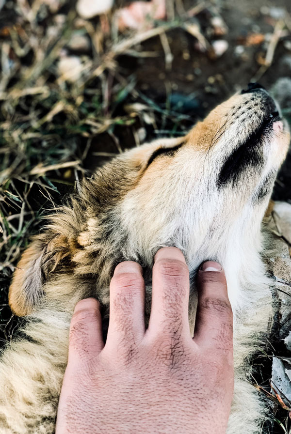 Chien avec la maladie de Lyme