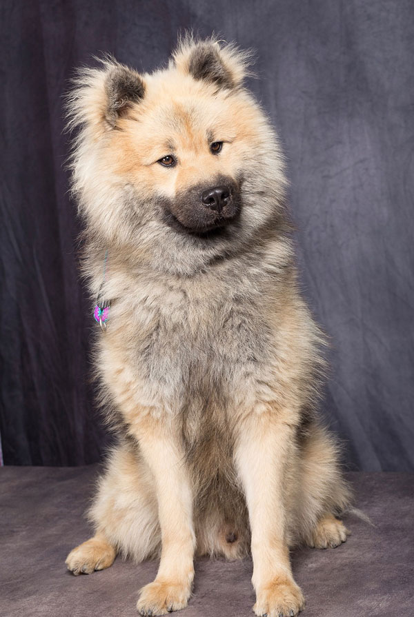 Maladies de l'Eurasier