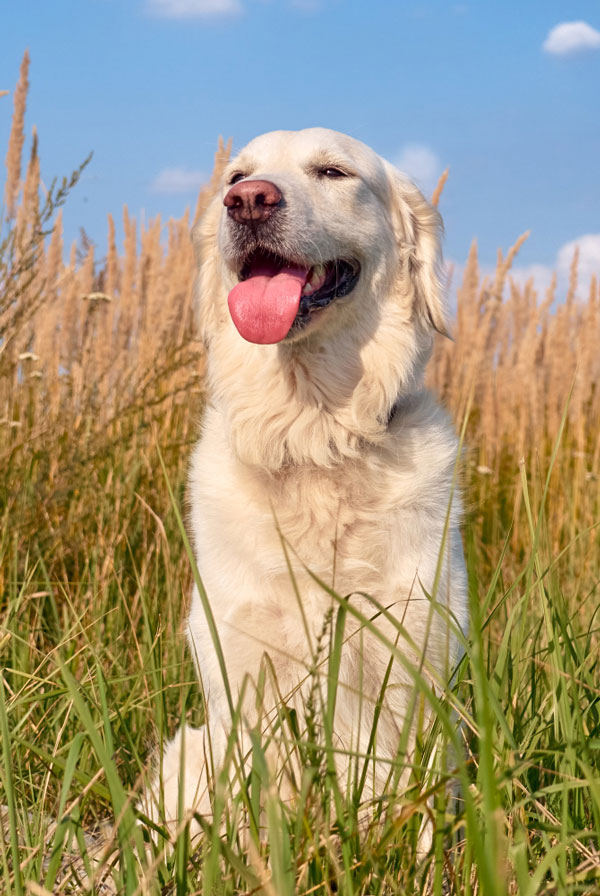 Maladies du Golden Retriever