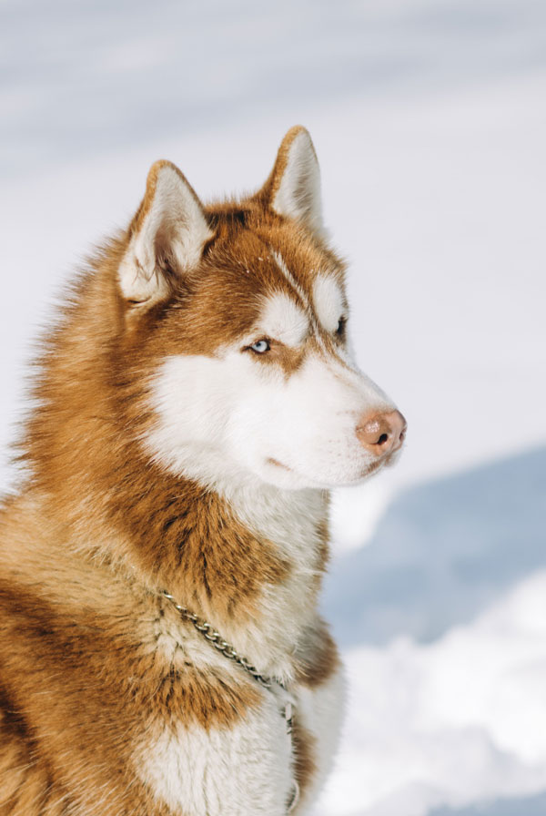 Maladies du Husky