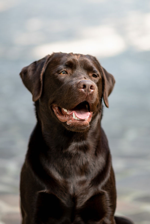 Origine du Labrador