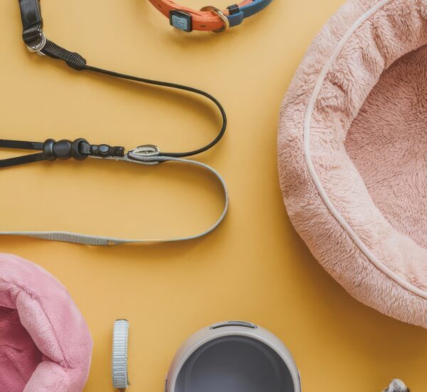 Accessoires pour chat de race