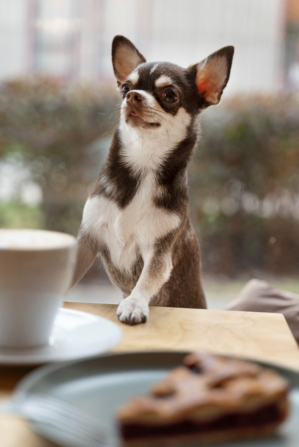 Prix d'achat Chihuahua