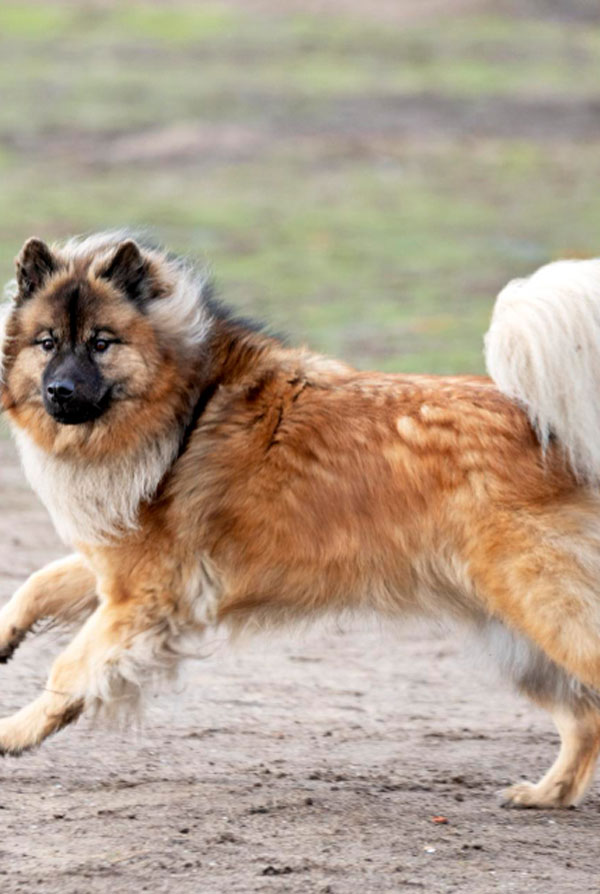 Prix d'achat Eurasier