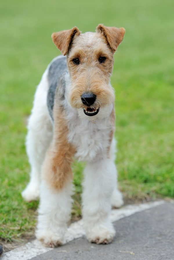 Prix d'achat Fox Terrier