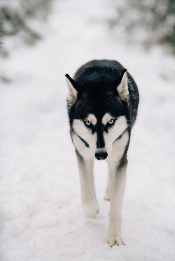 Prix d'achat Husky