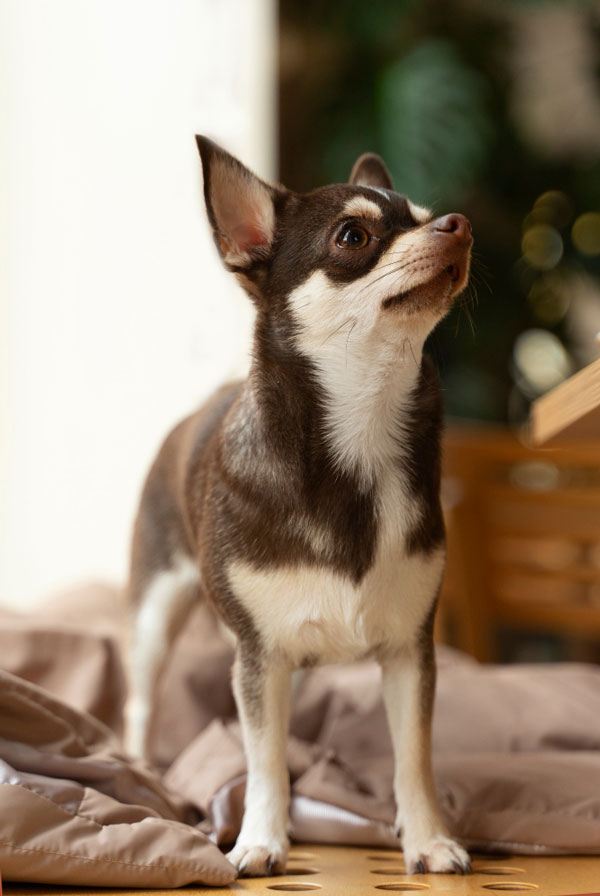 Santé du Chihuahua