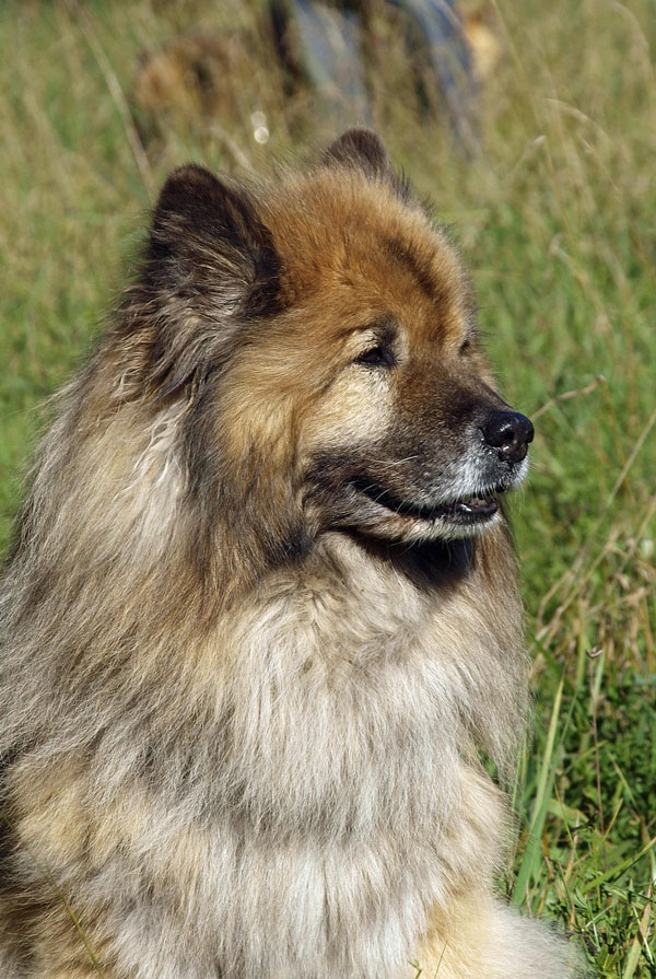 Souscrire assurance Eurasier