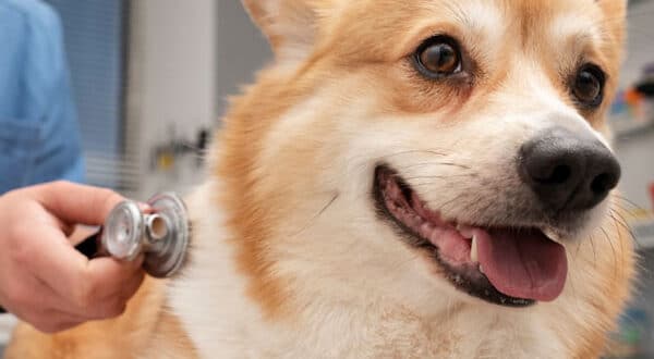 Chien avec une thrombose chez le vétérinaire