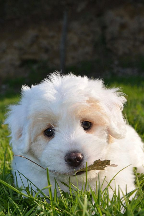 Accueillir un chiot Coton de Tuléar