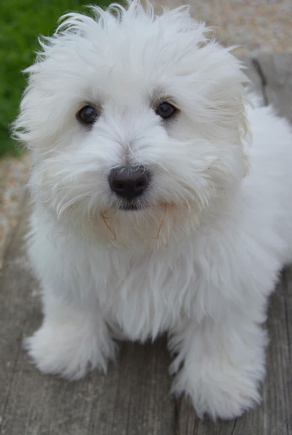 Activités physiques chiot Coton de Tuléar