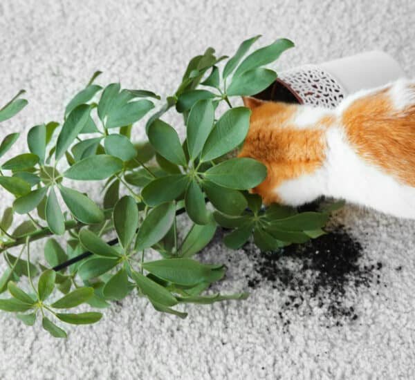 Chat qui à fait tombé une plante toxique et de la terre sur le tapis