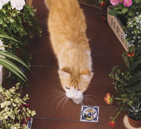 Animaux qui se baladent dans une serre au milieu de fleurs et de plantes toxiques