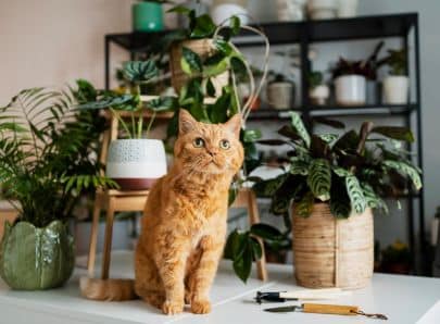 Chat sur une table entouré de plantes