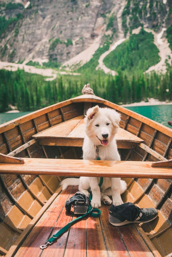 chien blanc dans une barque sur un lac