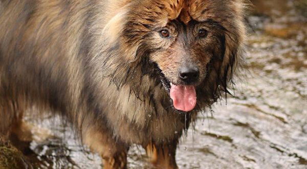 Cout d'entretien d'un Eurasier