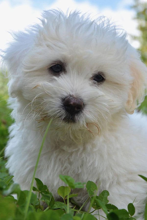 Education du chiot Coton de Tuléar