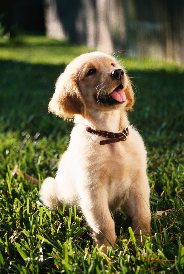 Education du chiot Golden Retriever