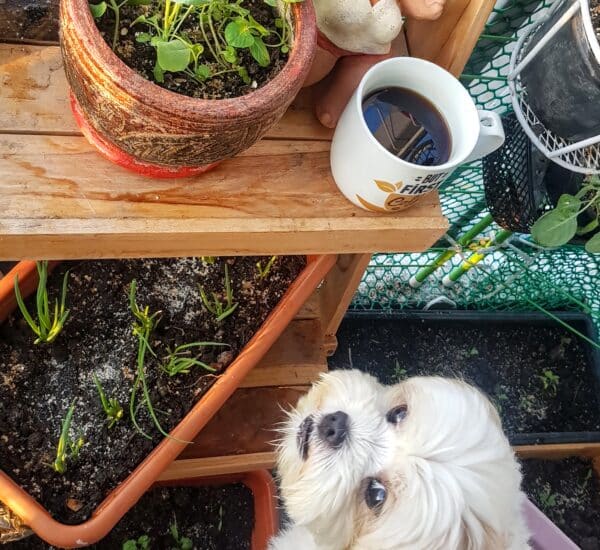 Chien qui regarde une plante toxique positionnée en hauteur