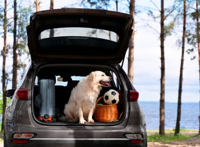 chien voiture voyage