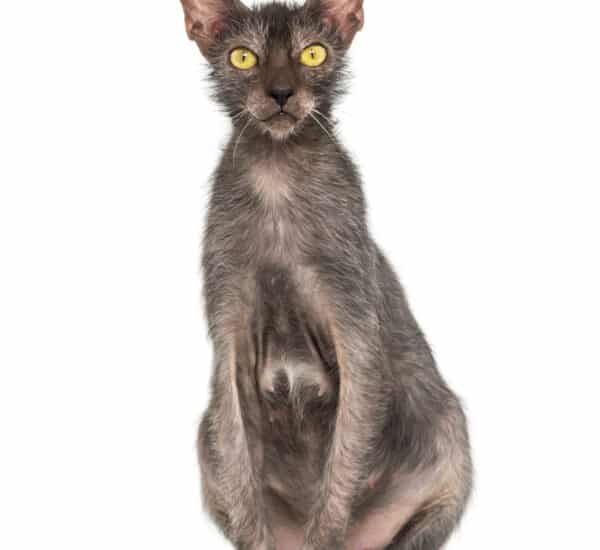 Chat de race Lykoi