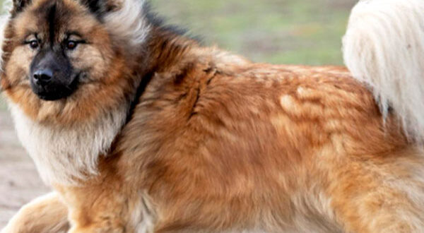 Prix d'achat Eurasier