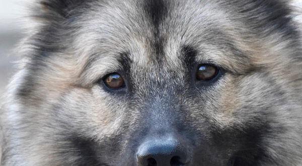 Santé de l'Eurasier