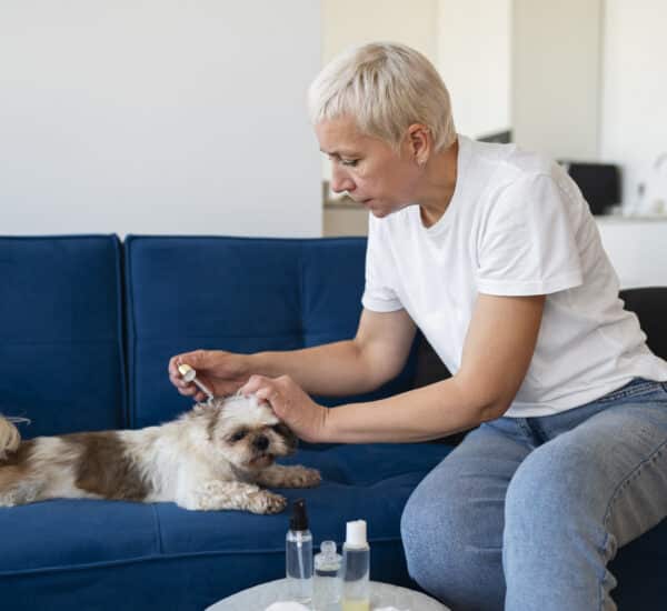 Vétérinaire qui soigne les animaux des intoxications dû aux plantes toxiques