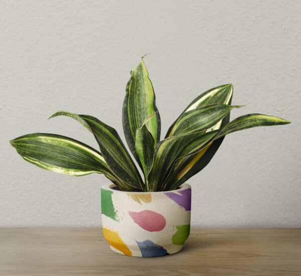 Spider Plant (Chlorophytum comosum)