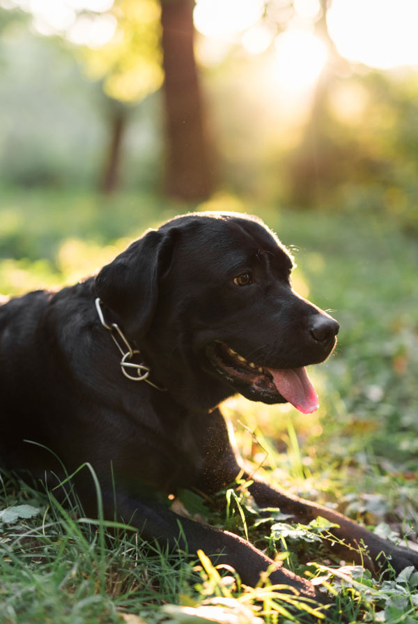 Souscrire assurance Labrador
