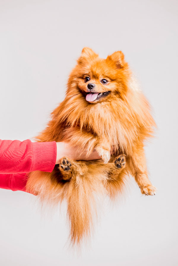 Accueillir un chiot Spitz Allemand