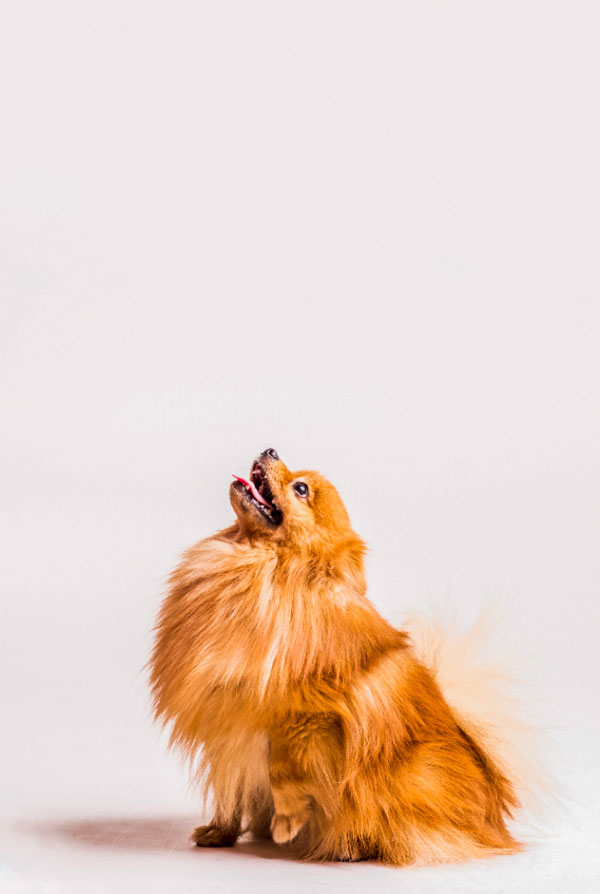 Cout d'entretien d'un Spitz Allemand