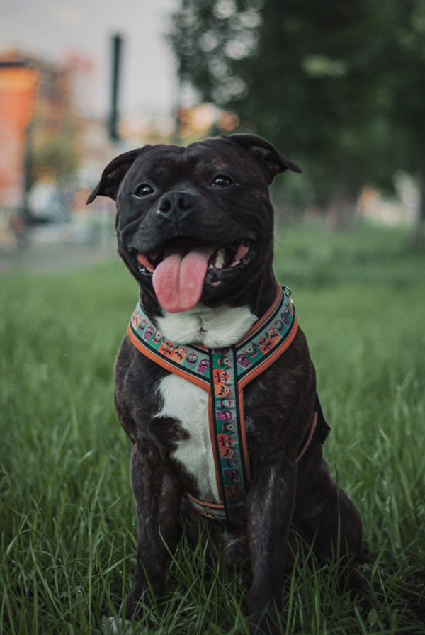 Cout d'entretien d'un Staffordshire Bull Terrier