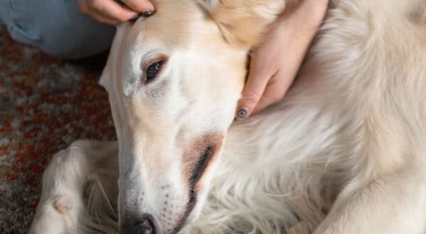 Chien avec un kyste sébacé