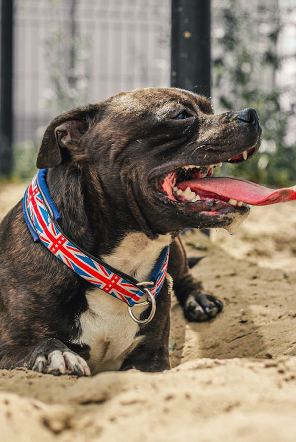 Santé du Staffordshire Bull Terrier