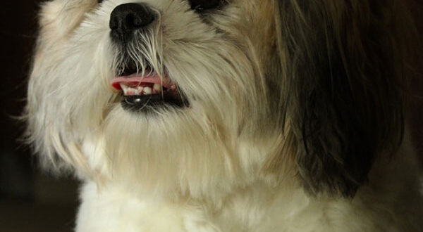 Caractéristiques physiques du Shih Tzu
