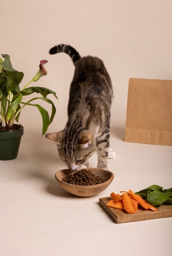 Chat qui mange des croquettes avec légumes