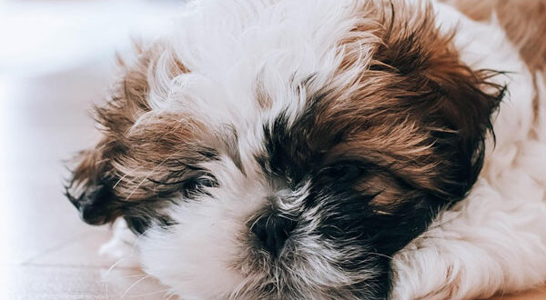 Comportement du Shih Tzu