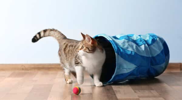 Chat avec un 2 jouets, une petite balle et un tunnel