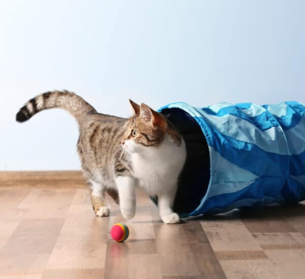 Chat avec un 2 jouets, une petite balle et un tunnel