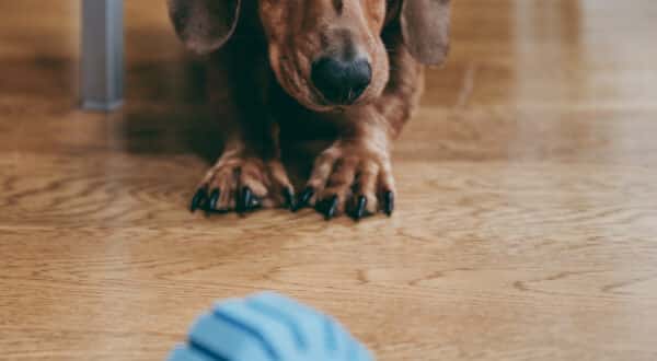 Chien qui joue avec un jouet non conforme