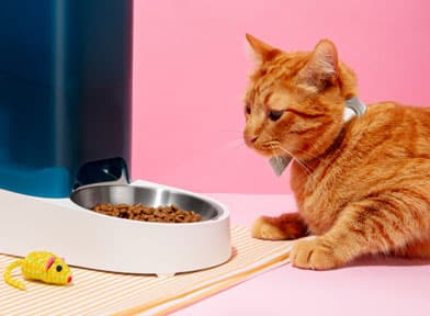Chat avec des jouets et distributeur de croquettes